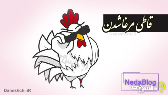 قاطی مرغا شدن