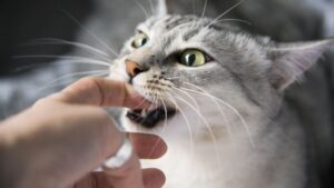 اموزش گاز نگرفتن گربه