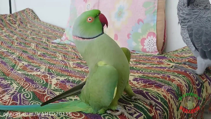 بازی کردن پرنده طوطی آفریقایی کاسکو با طوطی هندی
