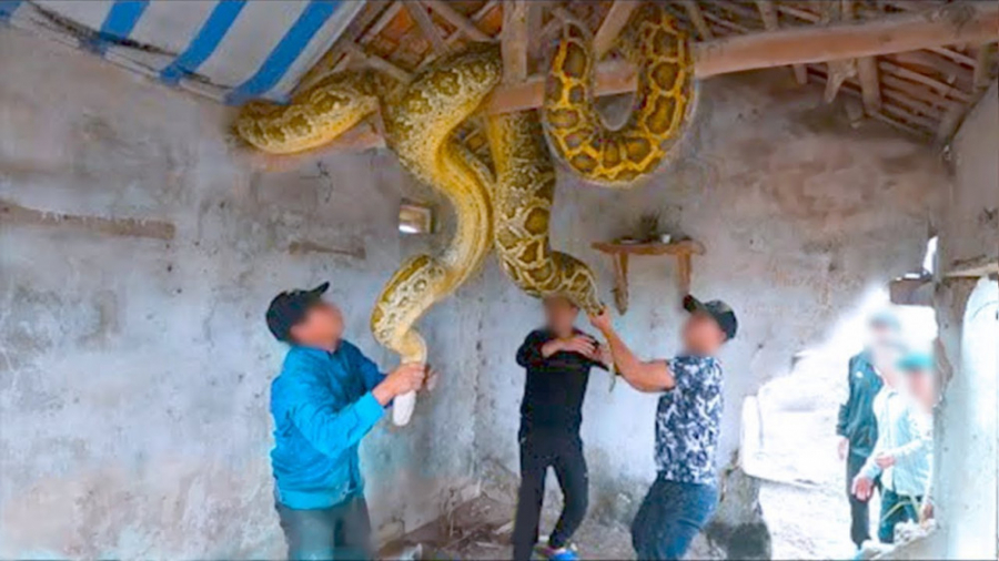 بزرگ ترین مارهای غولپیکر و عجیبی که تا به حال دیده شده