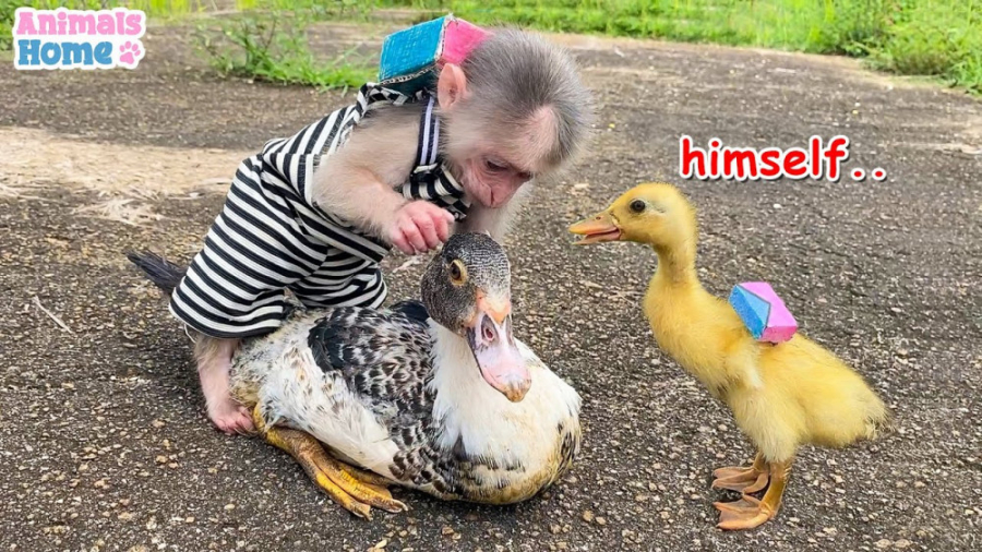 بچه میمون از جوجه اردک در برابر یک اردک عجیب محافظت می کند - دوستی حیوانات