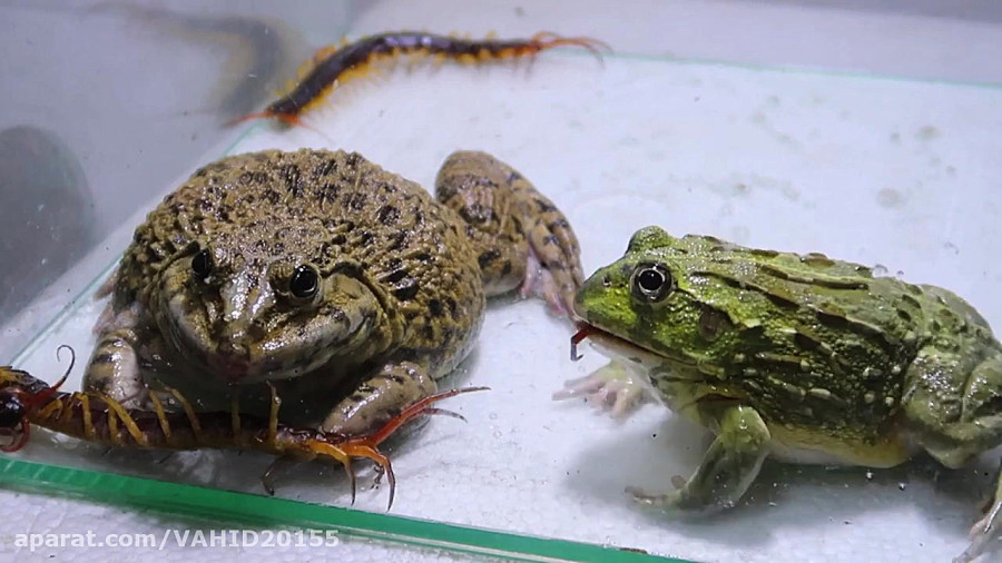 جنگ و نبرد حیوانات بین مار سیاه و هزارپا و قورباغه ها