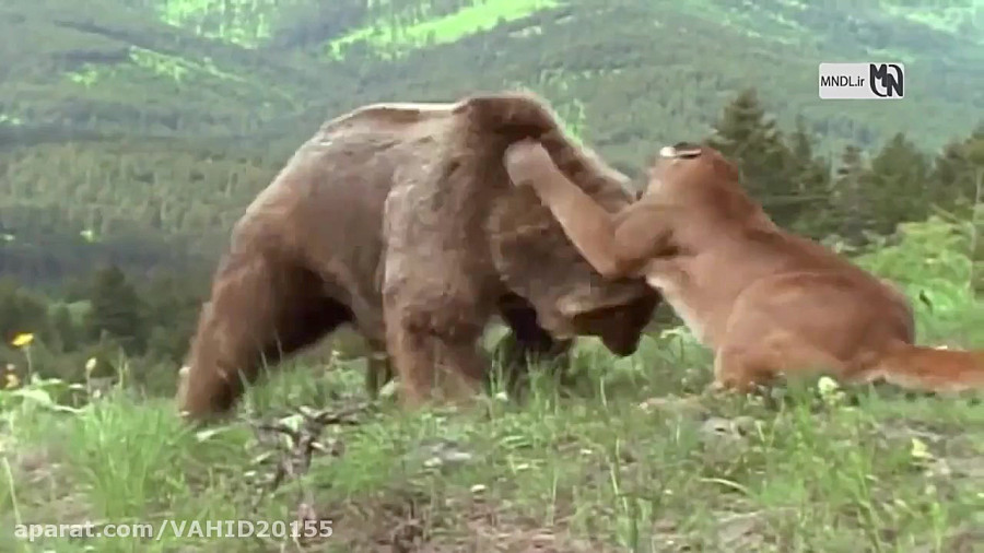 جنگ و نبرد خرس و شیر کوهی در حیات وحش