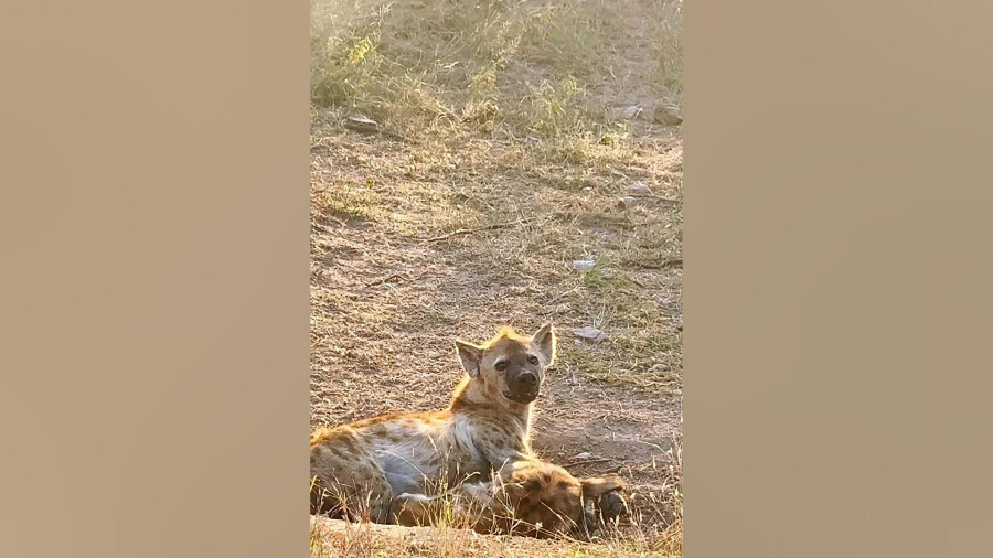 حمله شیر به توله کفتار به دلیل ورود به قلمرو