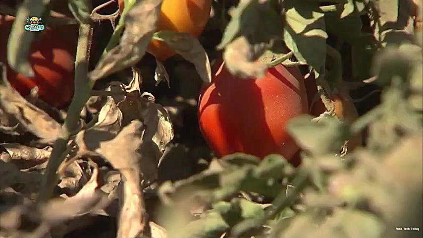 خط تولید سس گوجه‌فرنگی در کارخانه‌های چین