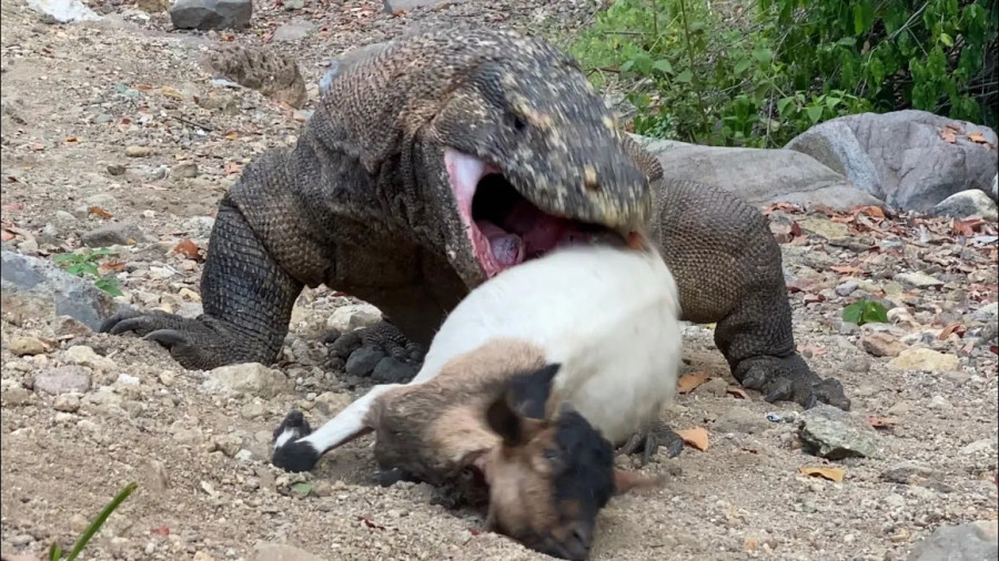 شکار حیوانات ، حیات وحش ، رازبقا جدید ؛ کومودو یک بزغاله را شکار کرد