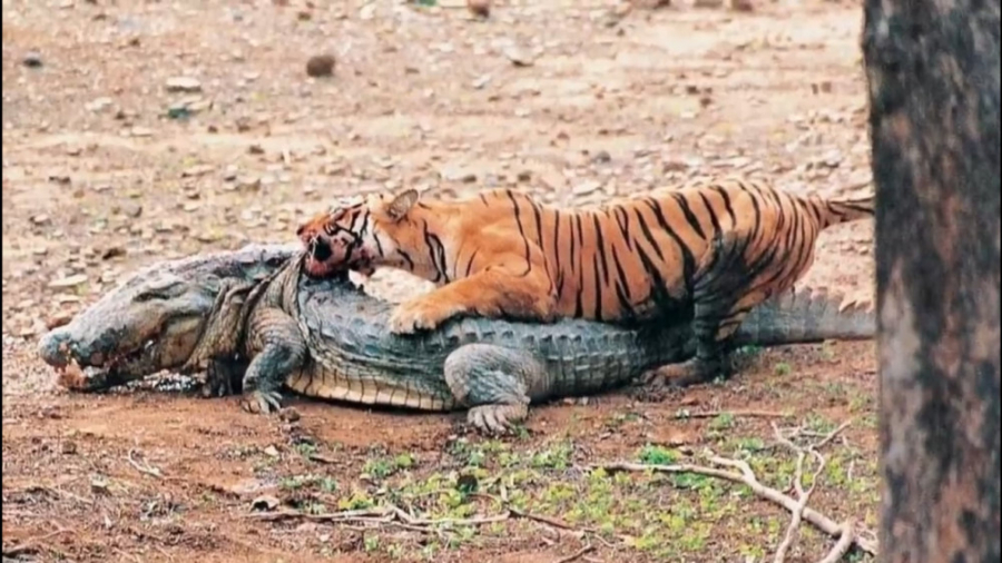 شکار کروکدیل و تمساح توسط شیرها و ببرها در حیات وحش