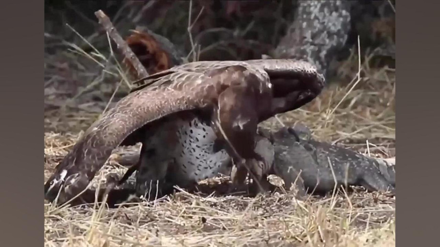 صحنه نادر شکار بزمجه توسط عقاب در طبیعت