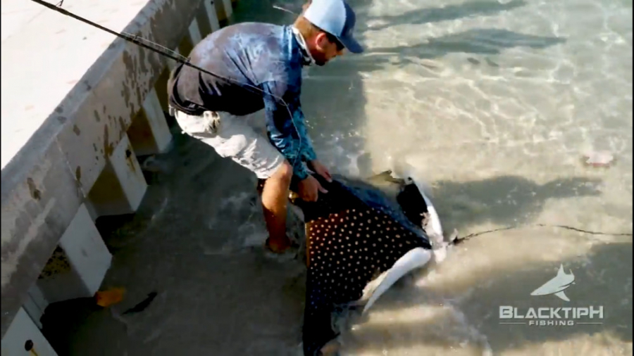 صید سفره ماهی بزرگ