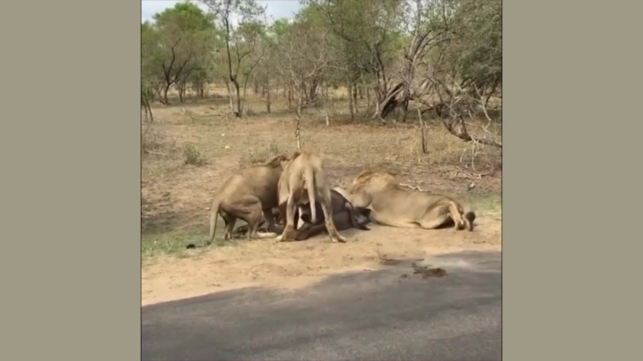فیلم محاصره گاومیش توسط شیر ها