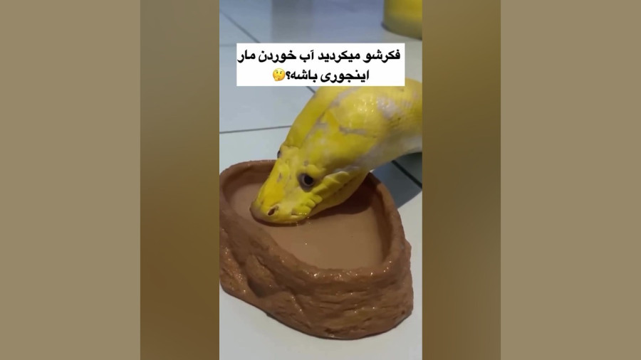 لحظه شگفت‌انگیز آب خوردن مار از نمای نزدیک