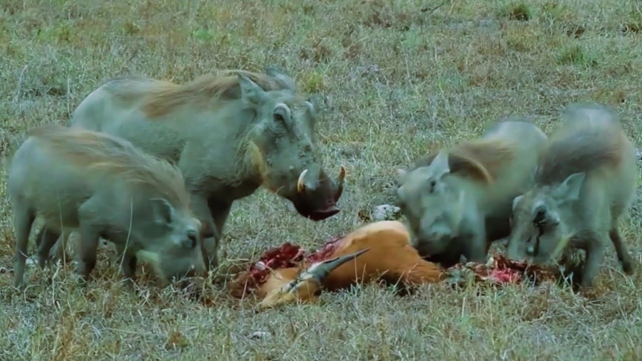 مستند جدید - حیات وحش - رازبقا آپارات - گراز ها یک آهو را شکار کردند