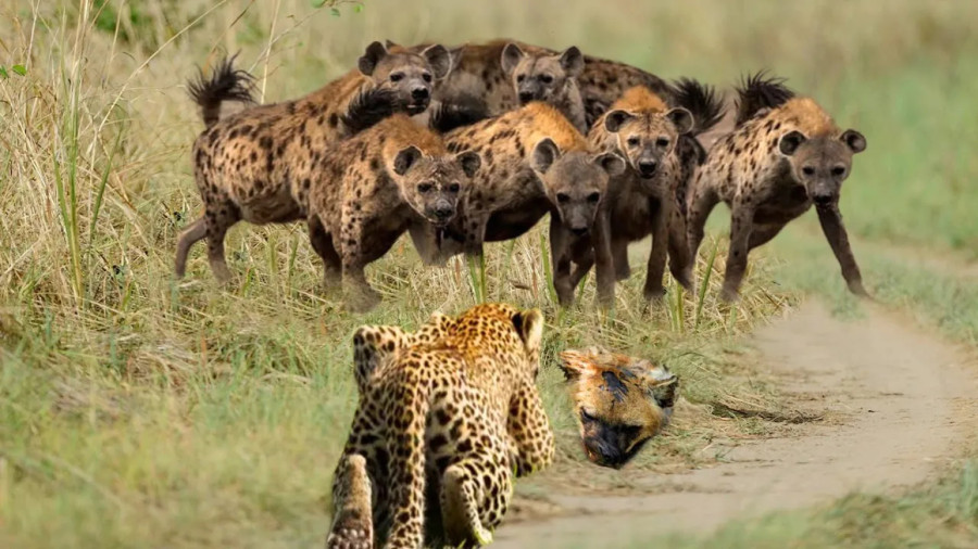 مستند جدید رازبقا - حیات وحش - حیوانات - کفتارها در مقابل پلنگ