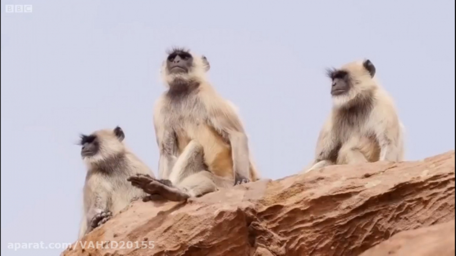 مستند جنگ و نبرد حیوانات، میمون و کانگورو در حیات وحش