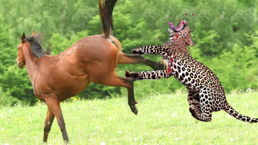 مستند حیات وحش / حیوانات وحشی / رازبقا / فرار اسب از پلنگ