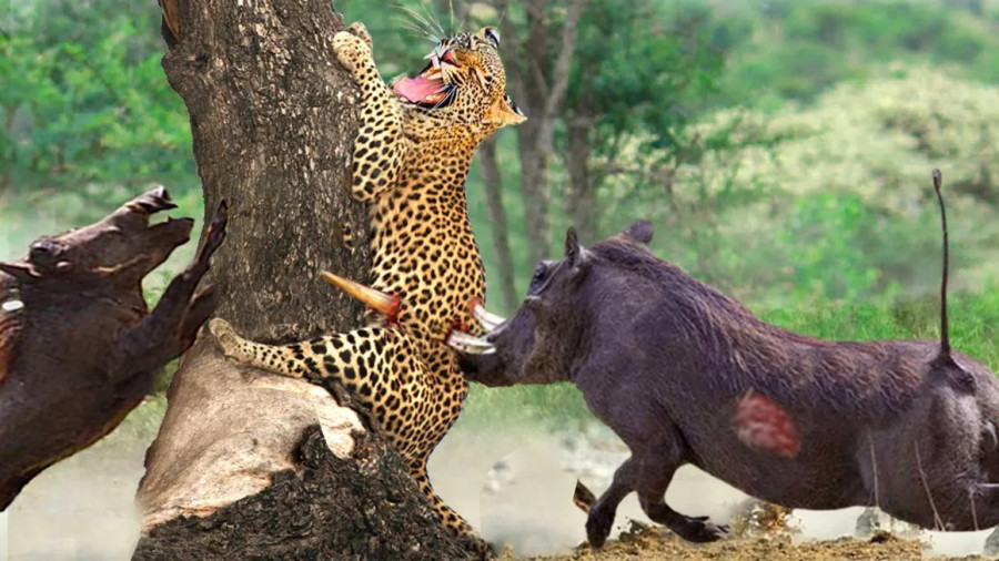 مستند حیوانات حیات وحش جدید رازبقا آپارات حمله گراز به پلنگ