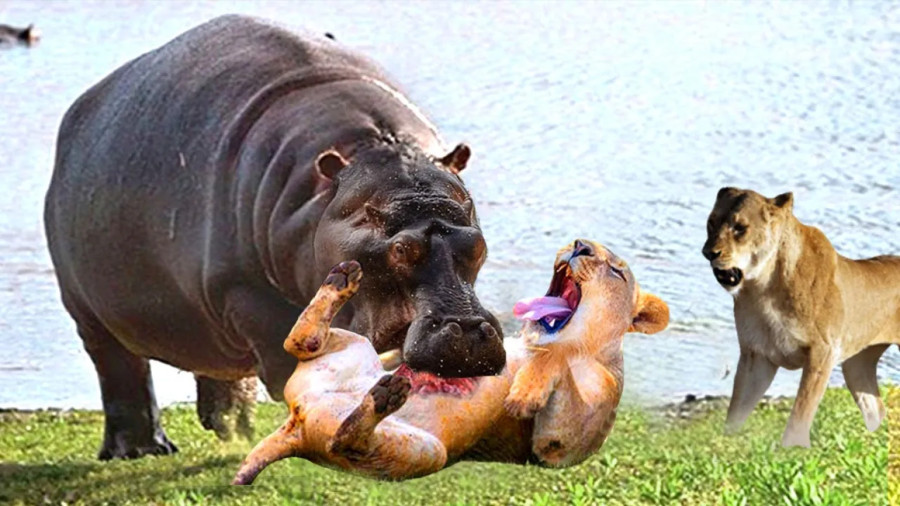 مستند حیوانات :: حیات وحش :: رازبقا :: اسب آبی در مقابل شیر