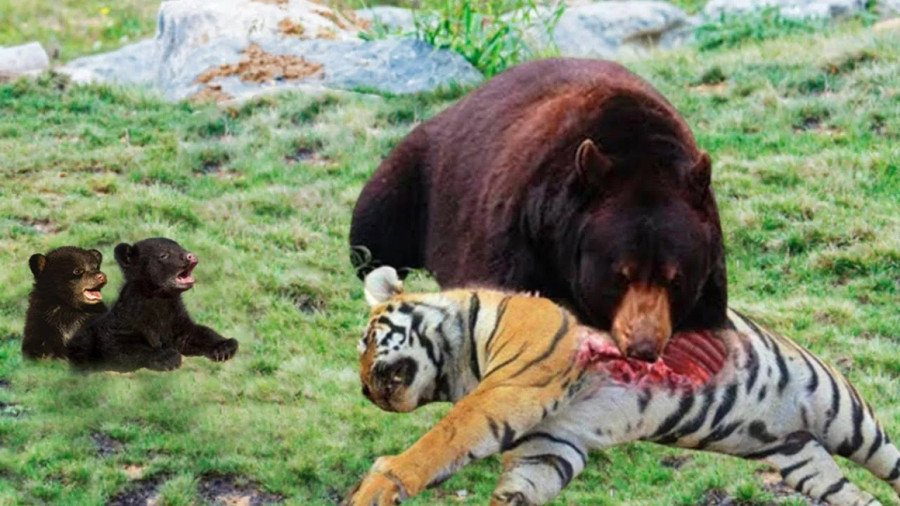 مستند حیوانات - حیات وحش - رازبقا جدید - ببر تسلیم قدرت خرس شد