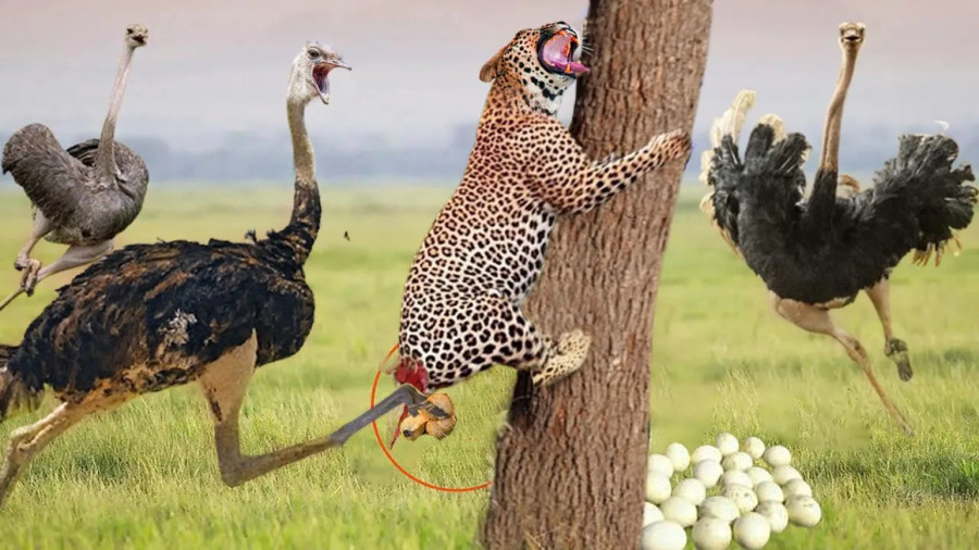 مستند حیوانات : حیات وحش : رازبقا جدید : شترمرغ به دنبال پلنگ