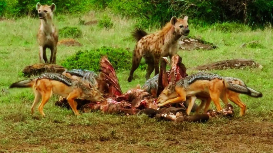 مستند رازبقا / حیات وحش جدید / کفتارها یک بوفالو را شکار کردند