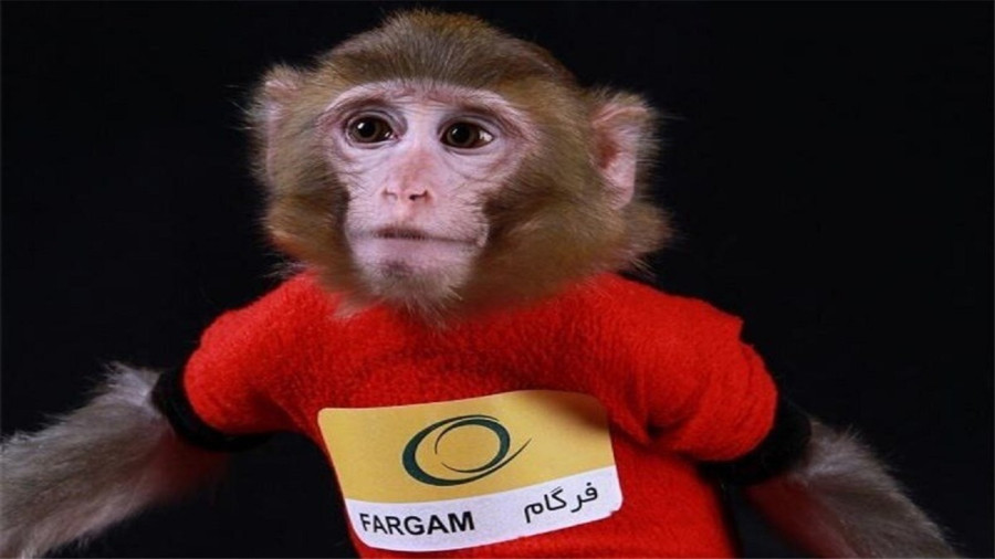 میمون فضانورد ایران پس از ۱۳ سال کجاست؟