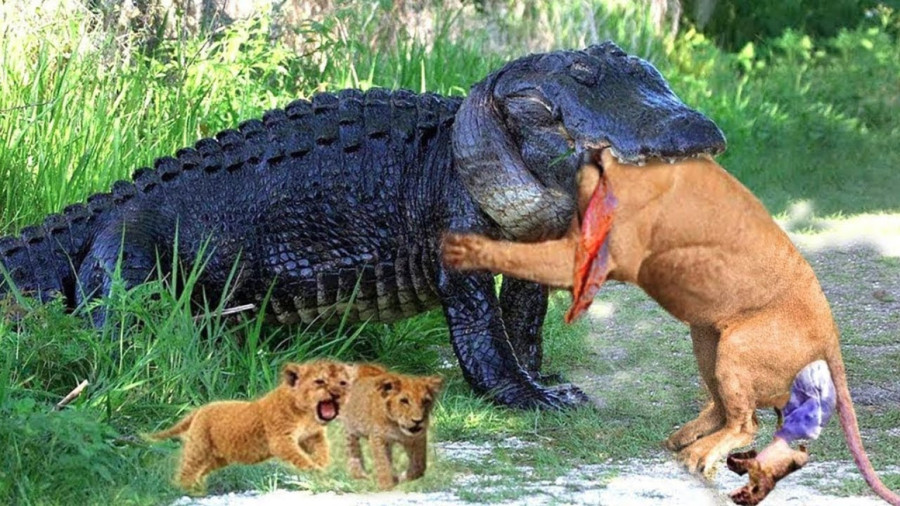 نبرد حیوانات ؛ حیات وحش جدید ؛ رازبقا آپارات ؛ کروکودیل یک شیر را بلعید