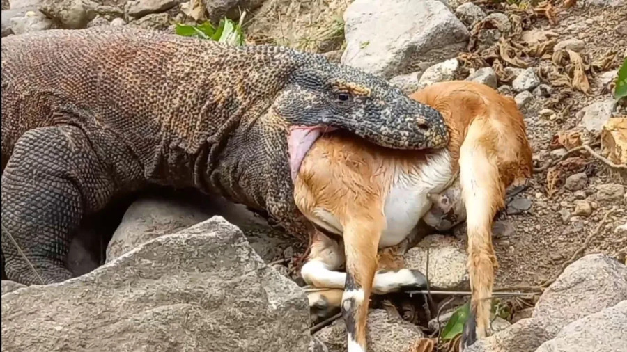 نبرد حیوانات - حیات وحش جدید - رازبقا - کومودو در مقابل بزغاله