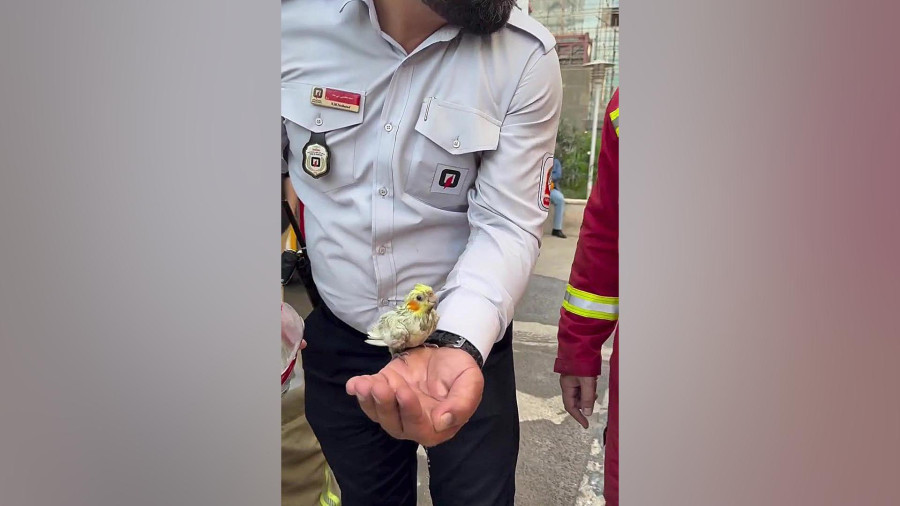 نجات عروس هلندی توسط آتش‌نشانان