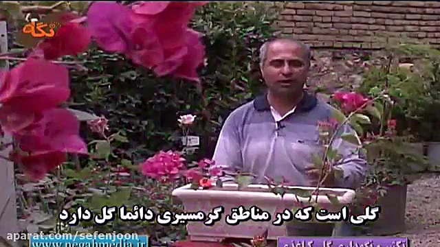 نحوه قلمه زدن گل کاغذی