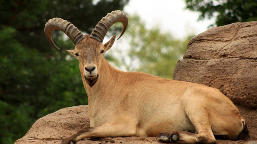 وصل کردن دوربین به بز کوهی