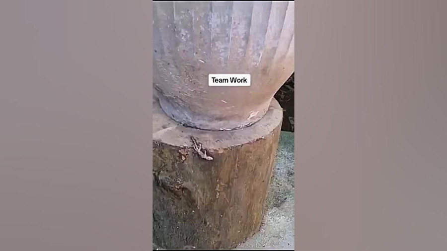 وقتی مورچه ها شکاری با چند برابر وزن خود را حمل میکنند