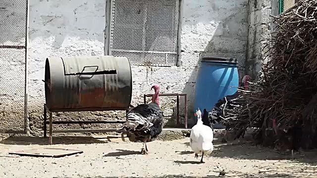 پخت کباب بره با ماهی خاویاری در آذربایجان