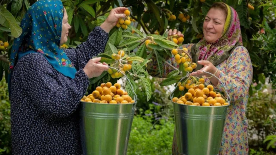 پخت کمپوت و مربای گلابی وحشی به روش مادربزرگ | زندگی روستایی - آشپزی در طبیعت