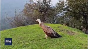 پرواز دوباره کرکس مصدوم بر فراز ارتفاعات گردنه حیران آستارا