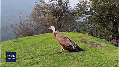 پرواز دوباره کرکس مصدوم بر فراز ارتفاعات گردنه حیران آستارا