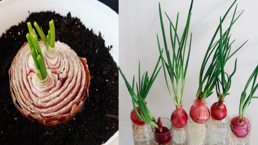 کاشت پیاز آپارتمانی پیاز جوانه زده و معمولی در آب و خاک نکاتی که نمیدونستید