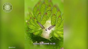 گوسفند دریایی؛ عجیب‌ترین موجود اقیانوس با ظاهر خارق‌العاده