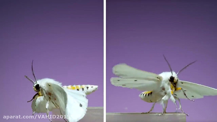 ۷ گونه از بیدهای فوق العاده زیبا