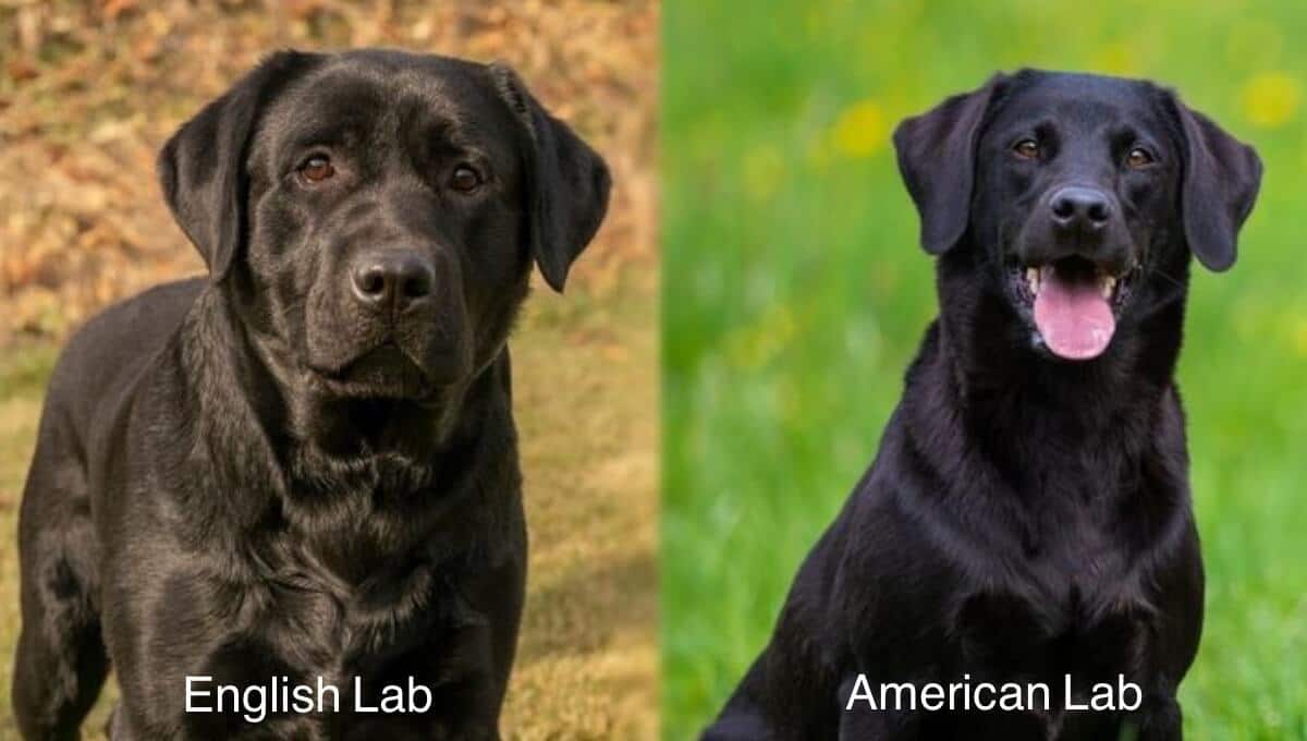 تفاوت لابرادور رتریور آمریکایی و انگلیسی