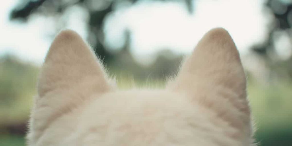 تمیز کردن گوش سگ