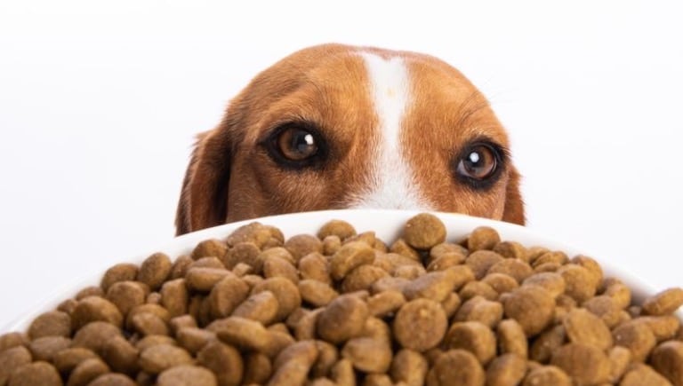تغذیه سگ