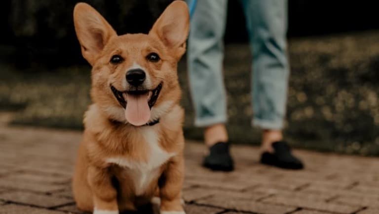 نیاز های سگ