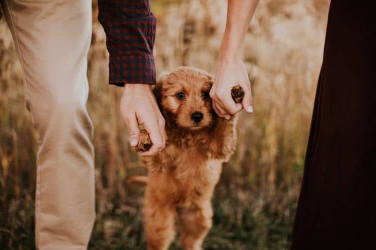 هزینه نظافت سگ