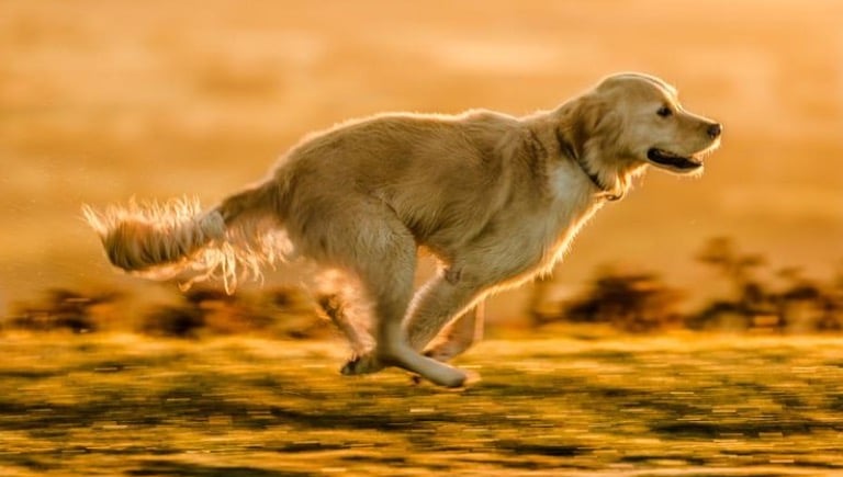 ورزش روزانه سگ