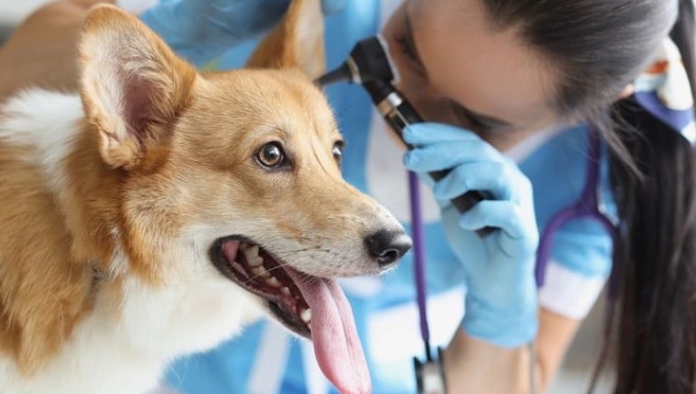 عمل عقیم سازی سگ