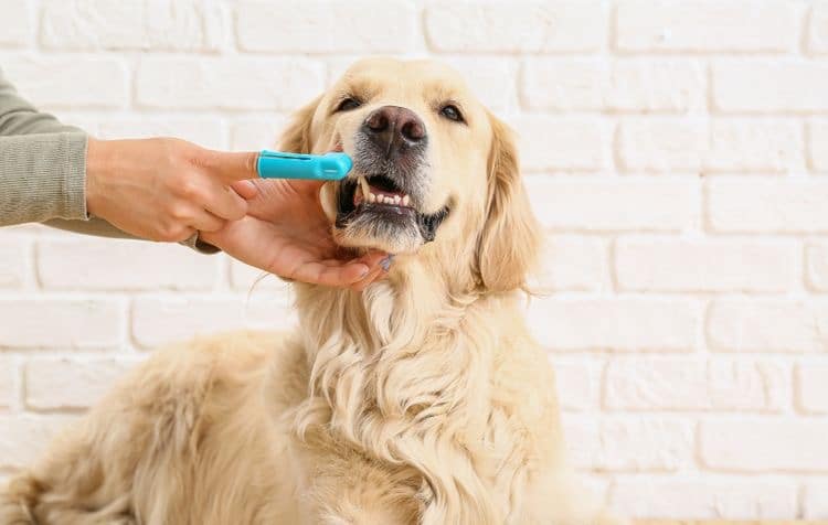 همه چیز درباره دندان سگ