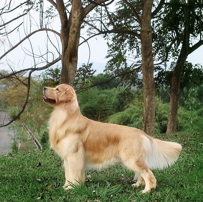 هزینه وسایل سگ