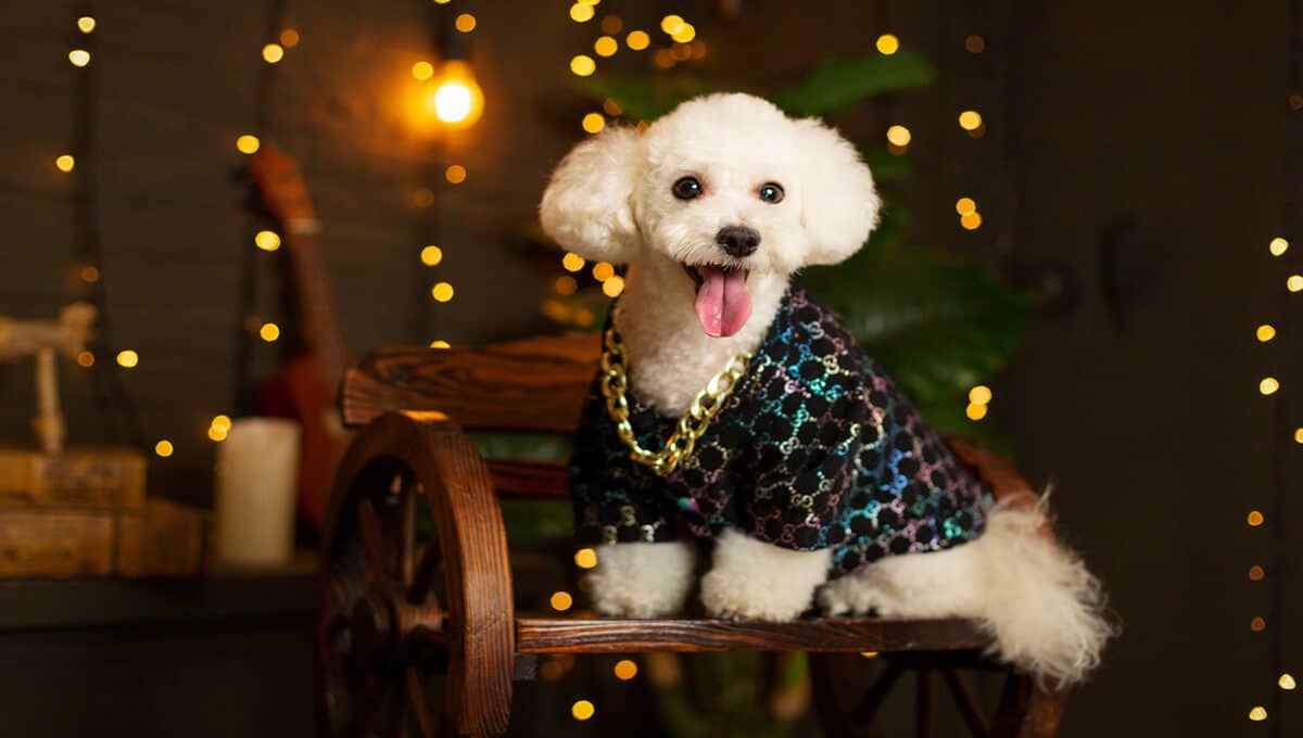 نژاد سگ بیچون فریز | معرفی سگ های آپارتمانی