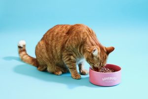 مزایا و معایب غذای خشک گربه