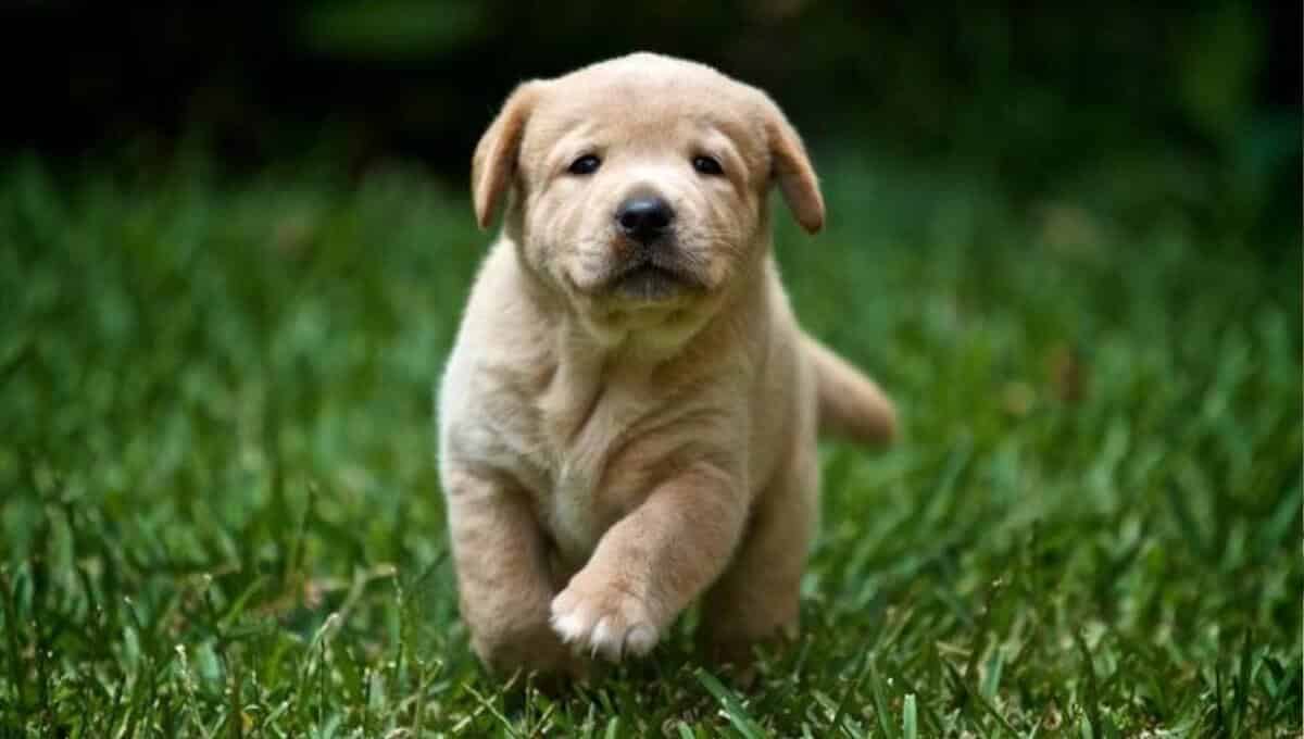 توله سگ لابرادور رتریور انگلیسی سفید